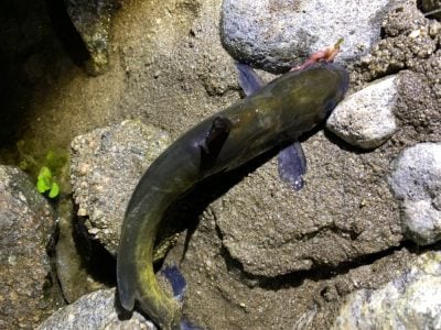 清流の毒魚ギギと新種のタニガワナマズ