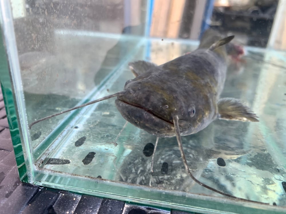 タニガワナマズの顔