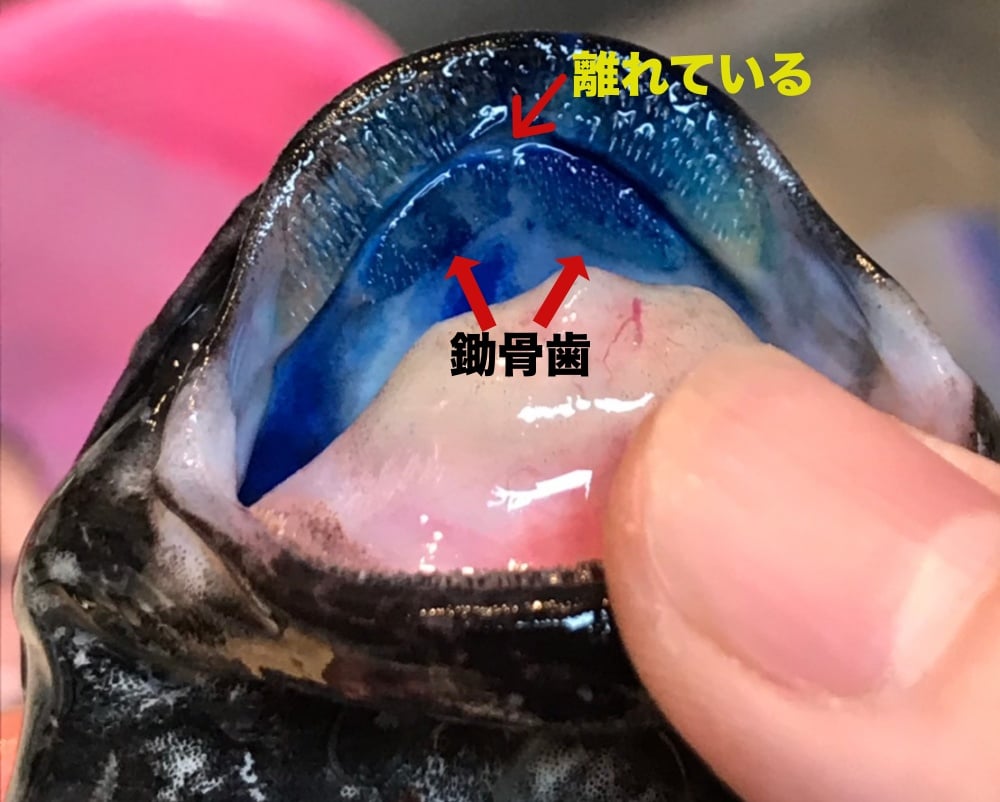 タニガワナマズを見分けるポイント