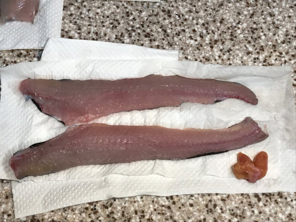 タニガワナマズの3枚おろし