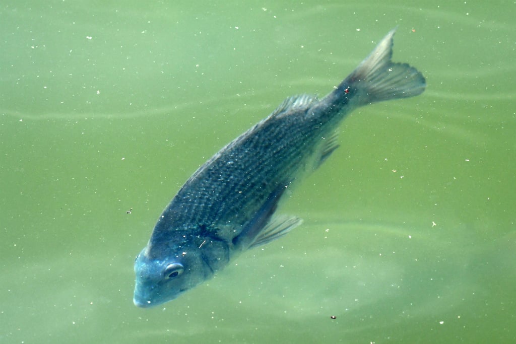 クロダイを釣ってみよう