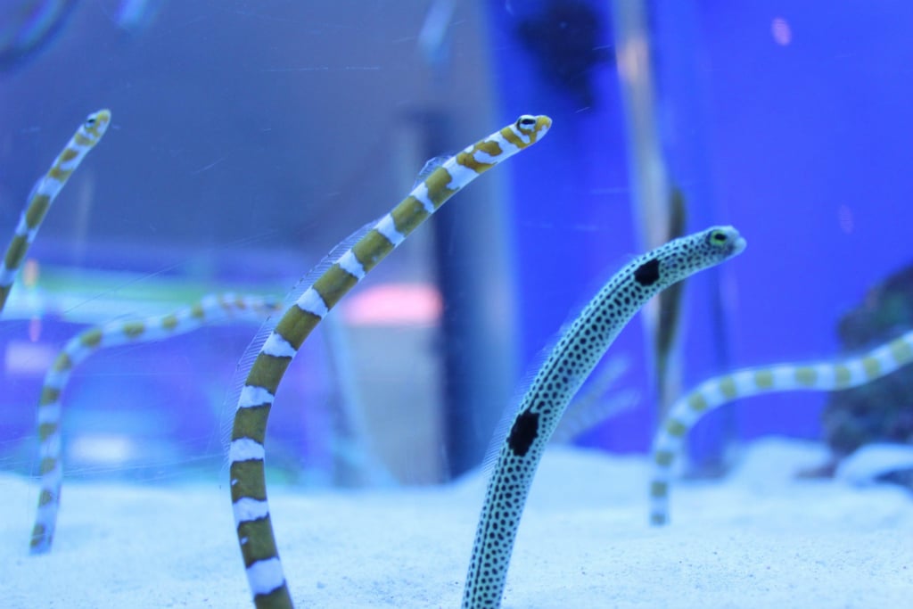 チンアナゴの特徴