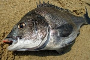 クロダイの特徴や生態