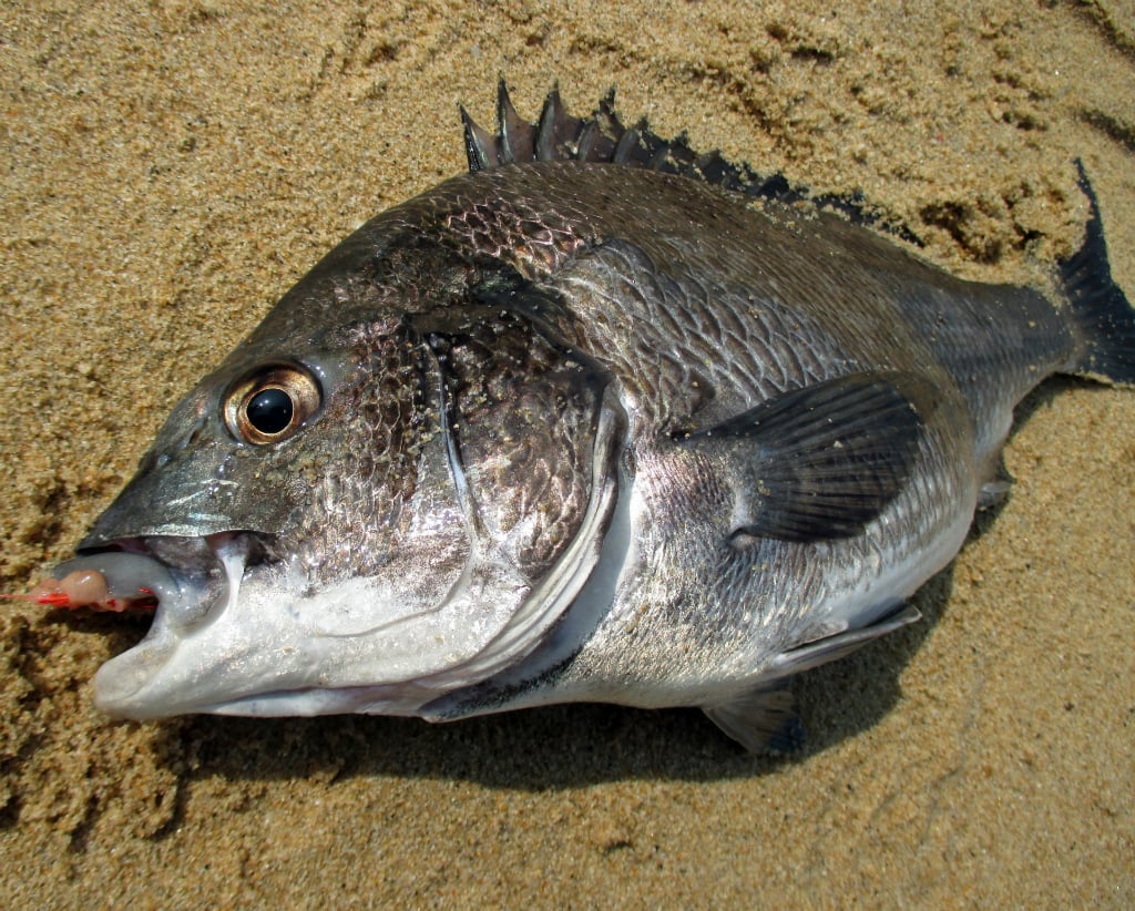 クロダイの特徴や生態