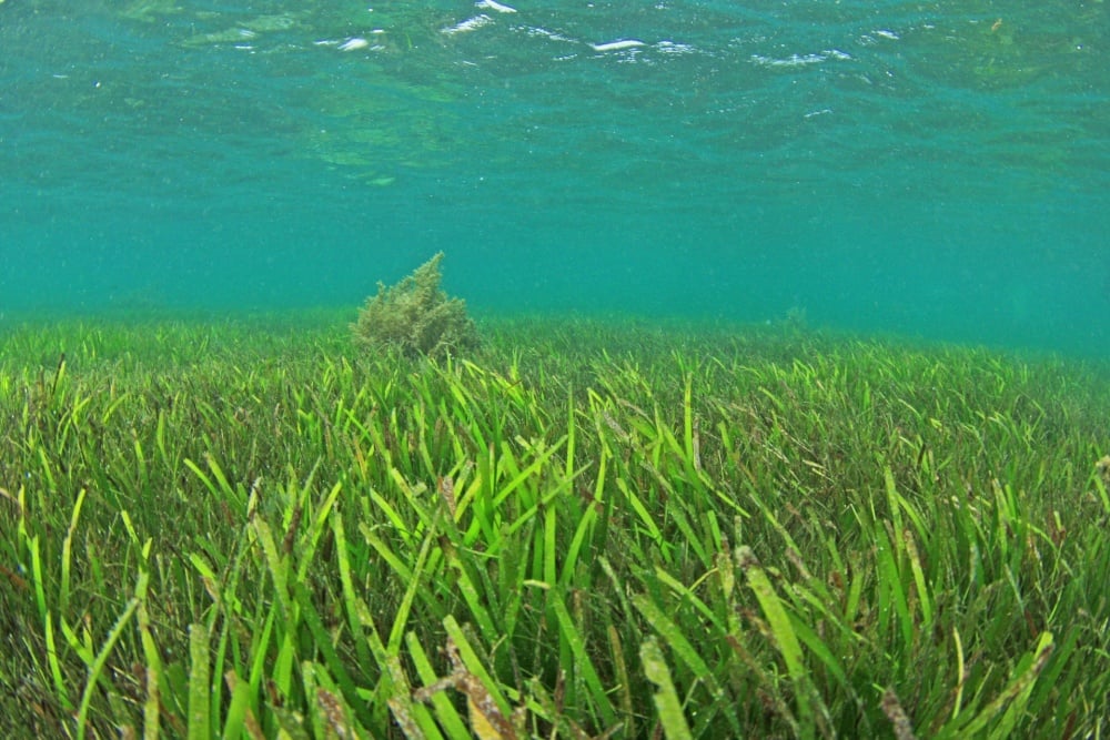 アカメの幼魚はアマモ場で暮らす
