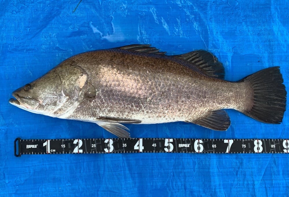 アカメはかっこいい魚