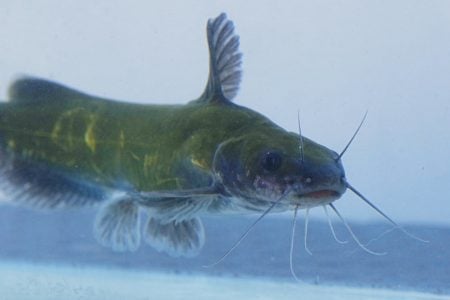 ギギの特徴・生態や近縁種との見分け方！飼育法や気になる味は？