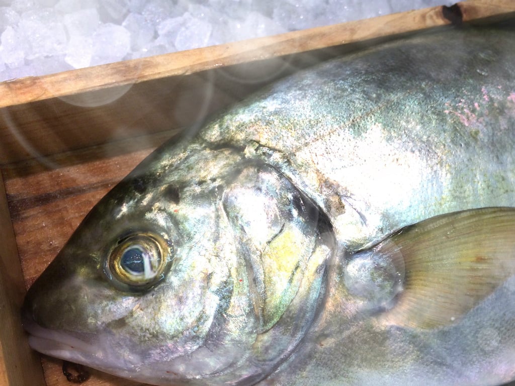 夏に旬な魚11