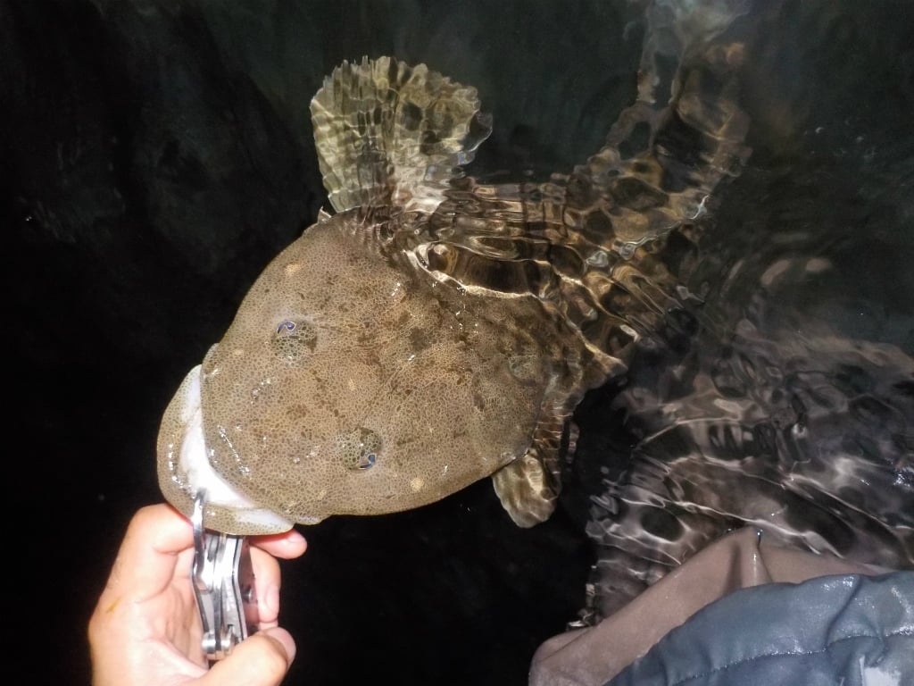 夏に旬な魚6