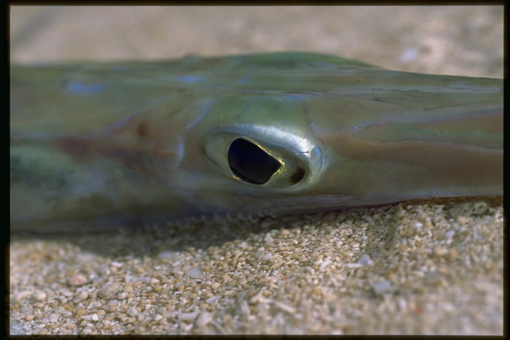 夏に旬な魚１0