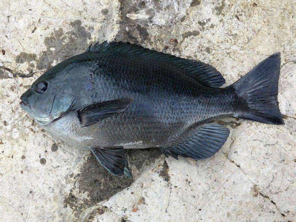夏に旬な魚25