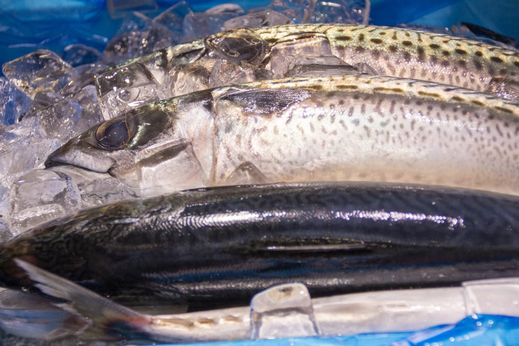 夏に旬な魚13