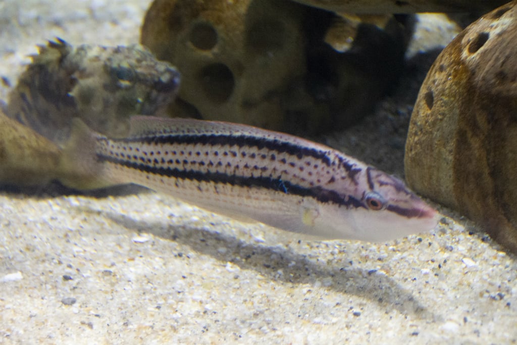 夏に旬な魚32