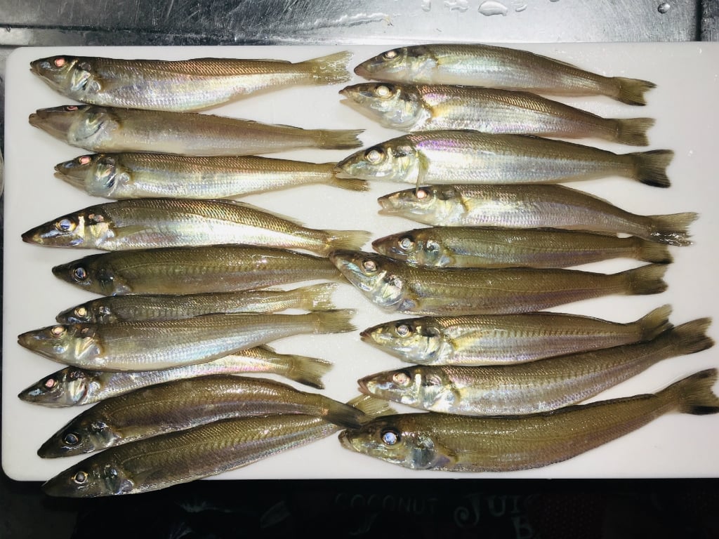夏に旬な魚3