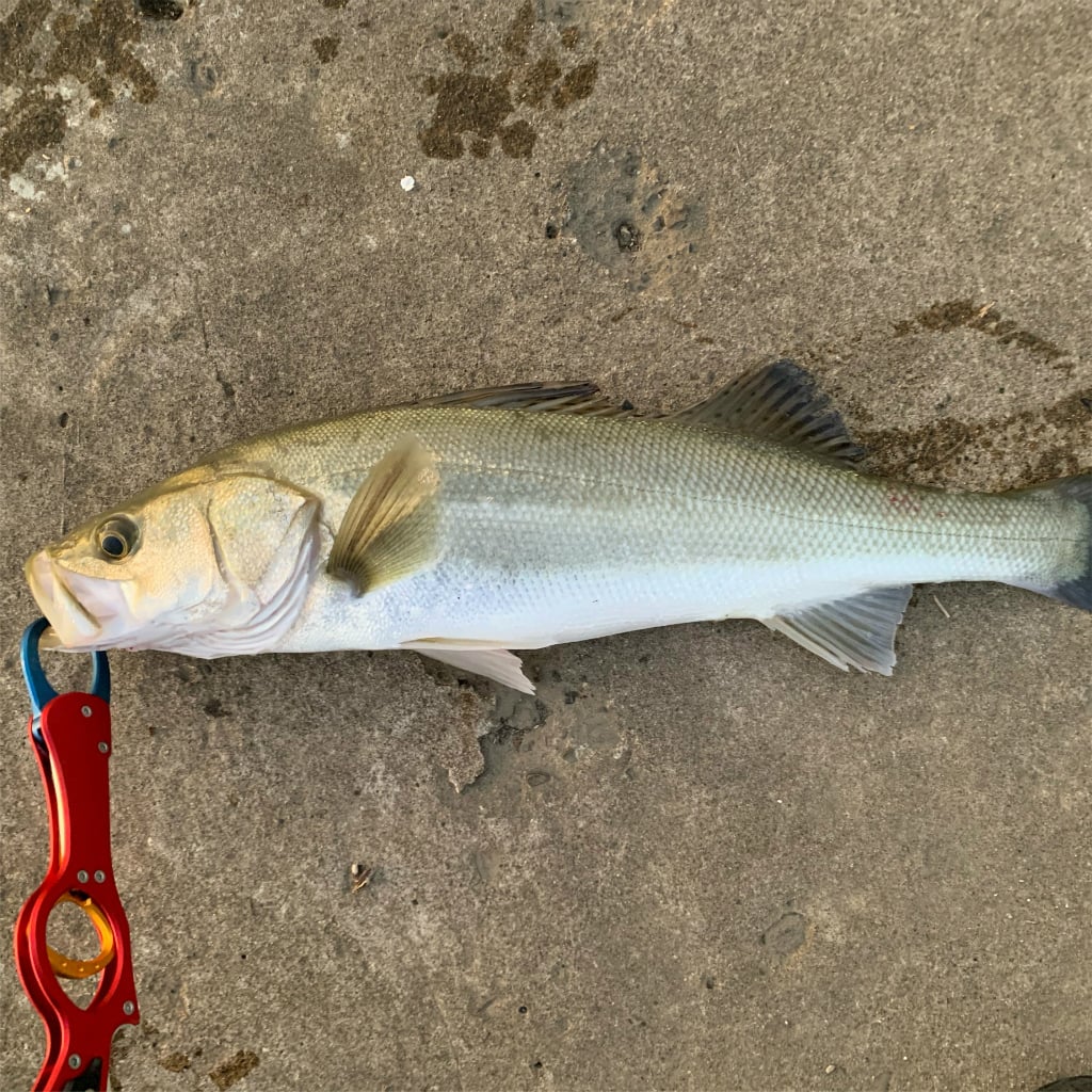 夏に旬な魚4