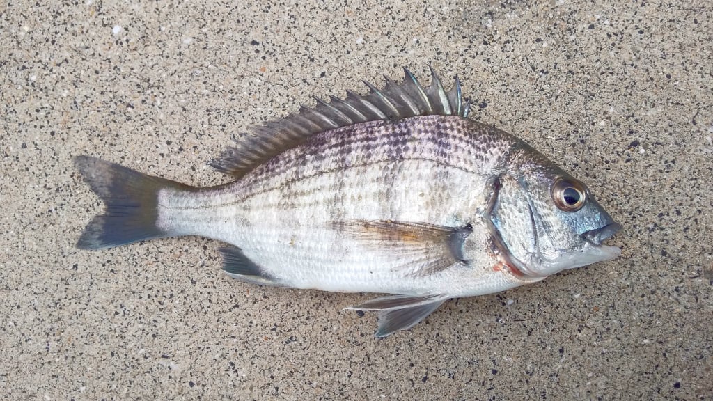 夏に旬な魚26