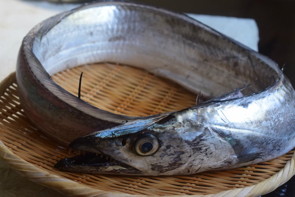 夏に旬な魚23