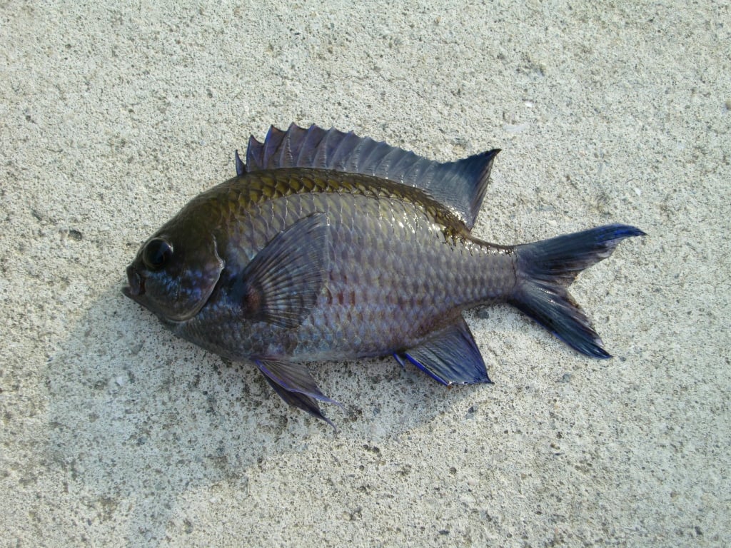 夏に旬な魚１