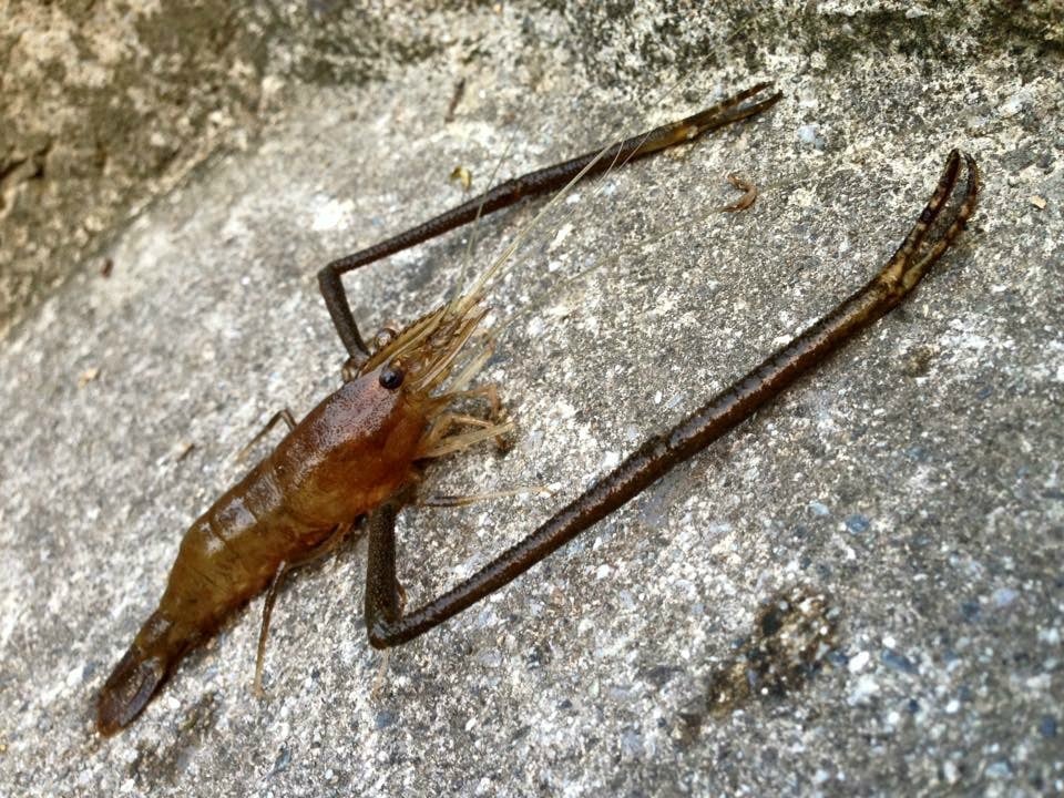 夏に旬な魚12