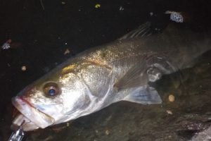 シーバスをワームで釣ってみよう！