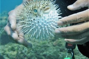 ハリセンボンってどんな魚？
