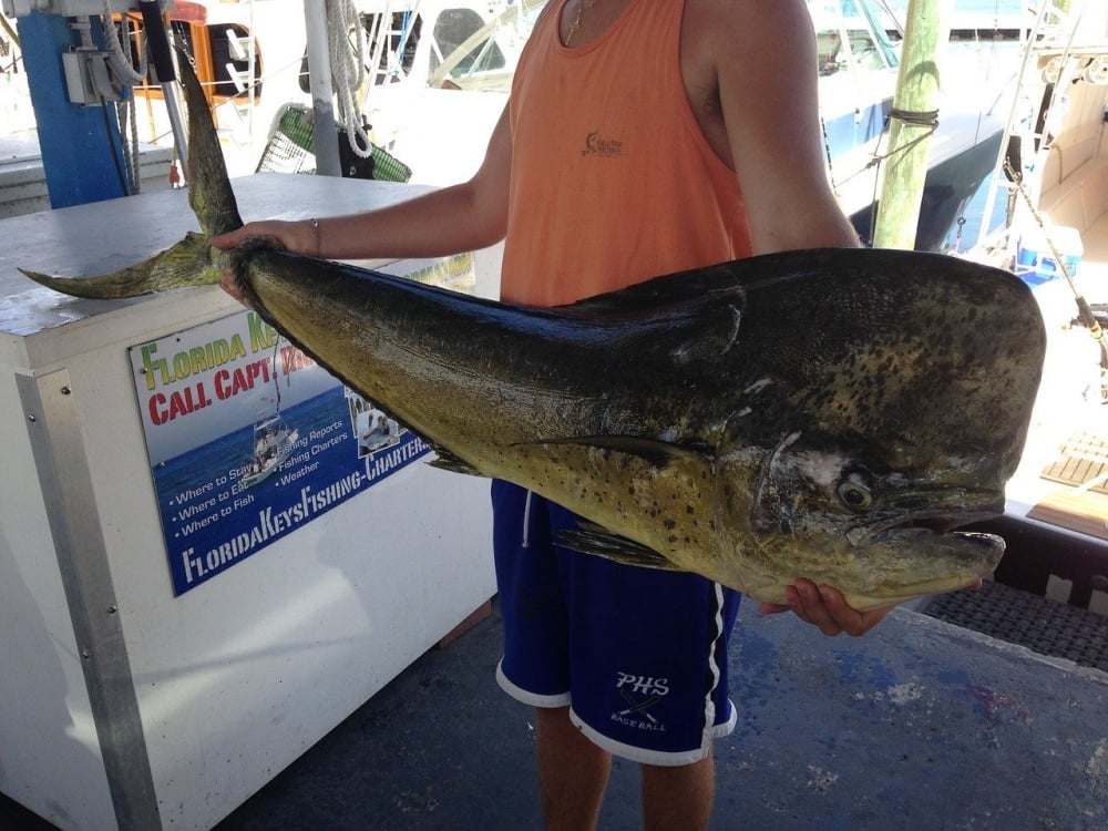 シイラってどんな魚？