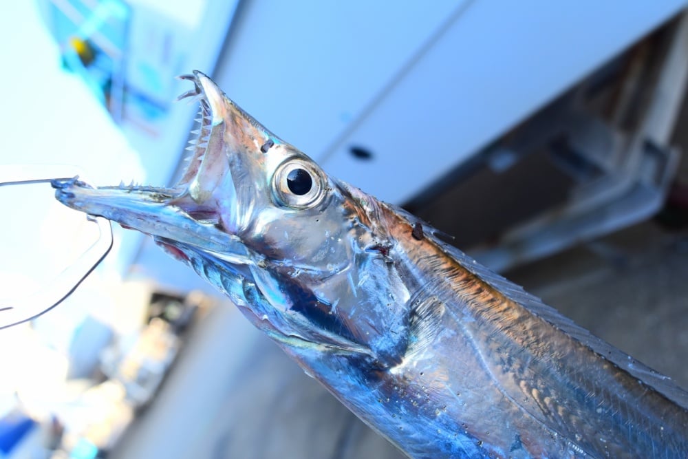 タチウオはワインドがおすすめ