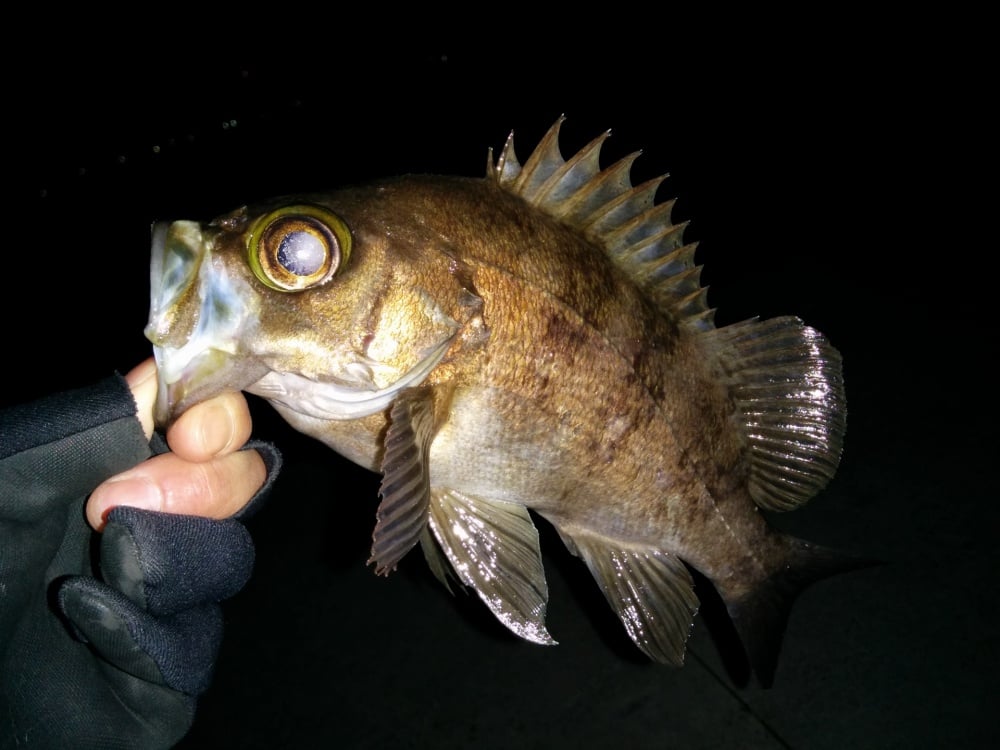 ワインドでメバルを釣る