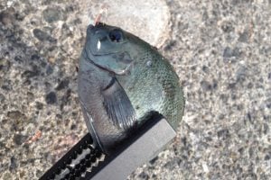 メジナってどんな魚？