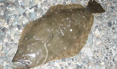 ヒラメの特徴や生態