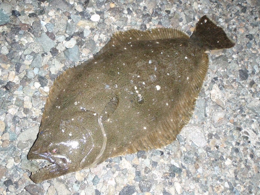 ヒラメの特徴や生態
