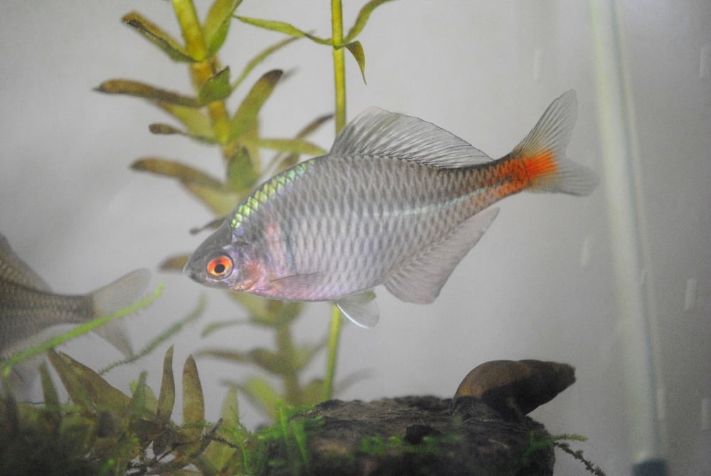 タイリクバラタナゴの生態