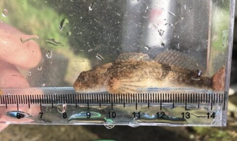 カジカは身近な淡水魚！