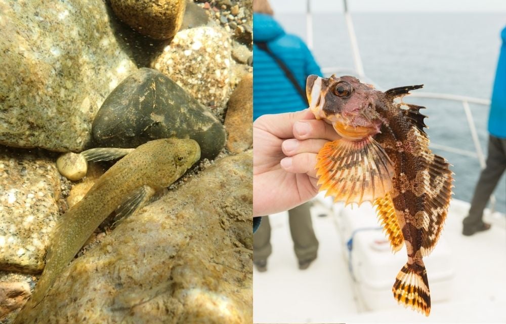 カジカの仲間はは海と川両方にいる