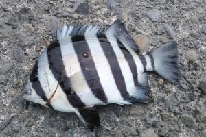 石鯛釣りに必要な道具ややり方とは？