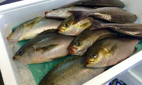 イサキ釣りの仕掛けや釣り方