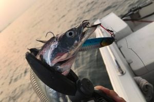サムライジグはあらゆる魚種に効く万能ジグ！