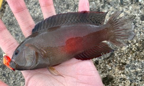 メギスってどんな魚？