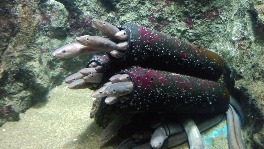 アナゴ釣りは基本的に夜釣り