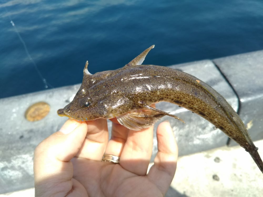 ちょい投げでよく釣れるメゴチ