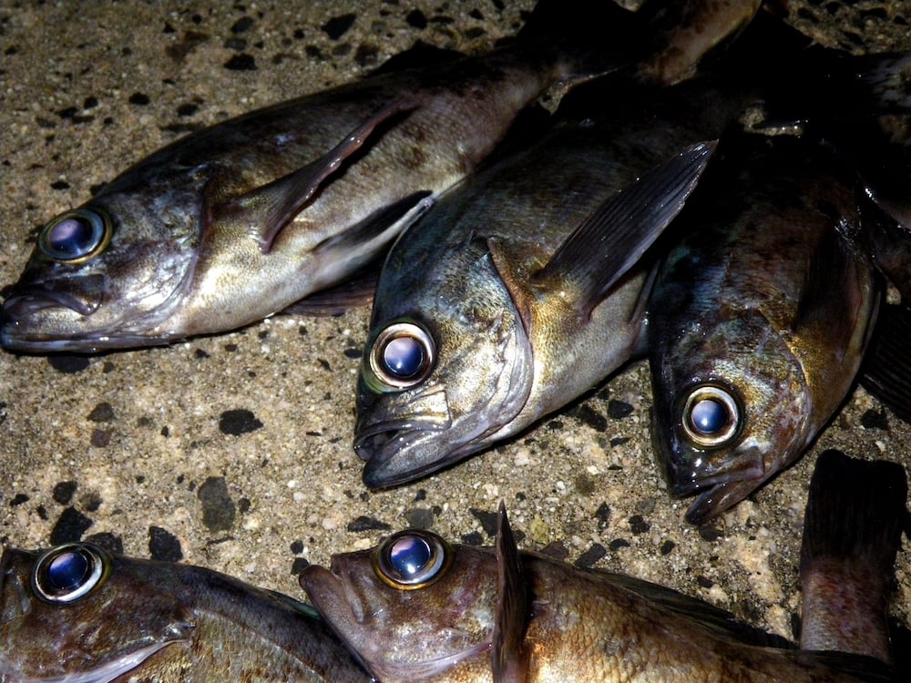 メバルも夜釣りで狙える