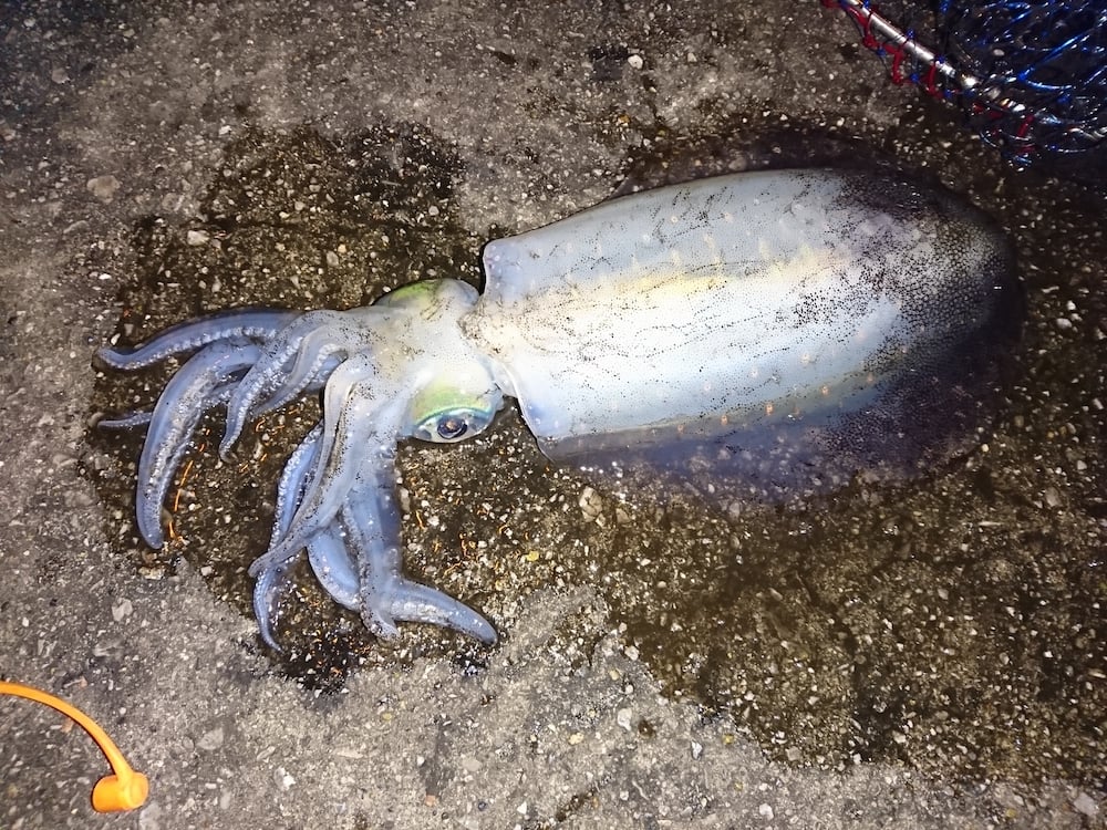 アオリイカは夜釣りで狙える