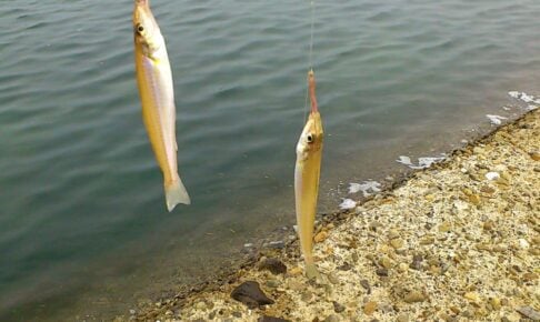 ちょい投げは初心者におすすめの手軽な釣り！