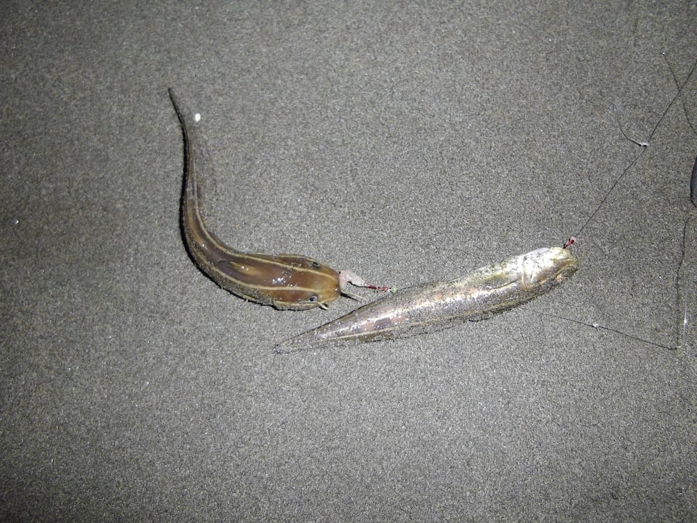夜釣りではゴンズイに注意！