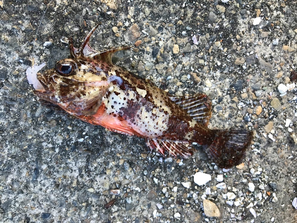 防波堤釣りでは危険生物が釣れる事も