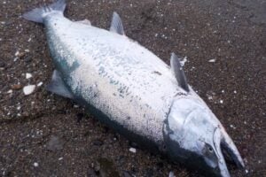 サクラマスをルアーで釣ろう！