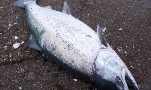 サクラマスをルアーで釣ろう！