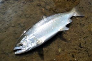 サクラマス釣りに必要な道具や釣り方とは