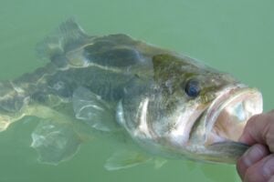 エアエッジでバス釣りを満喫