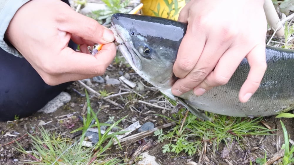 憧れのサクラマスを釣ろう！